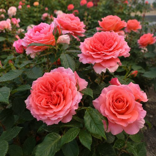 Amour de Molene®