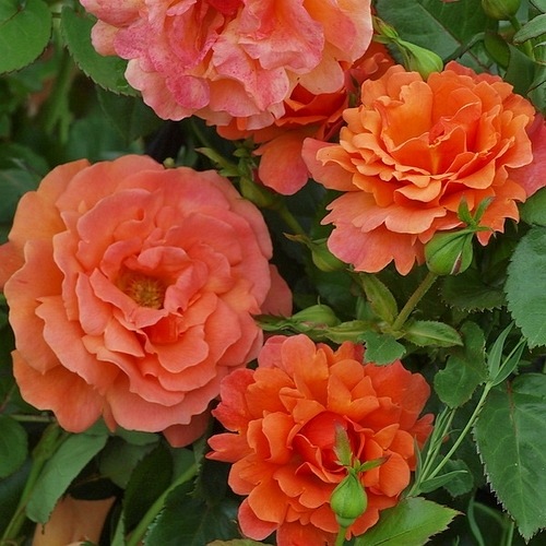 Easy Does It (Harpageant)