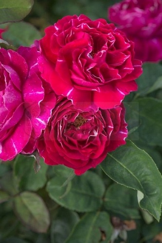 Baron Girod de L'ain