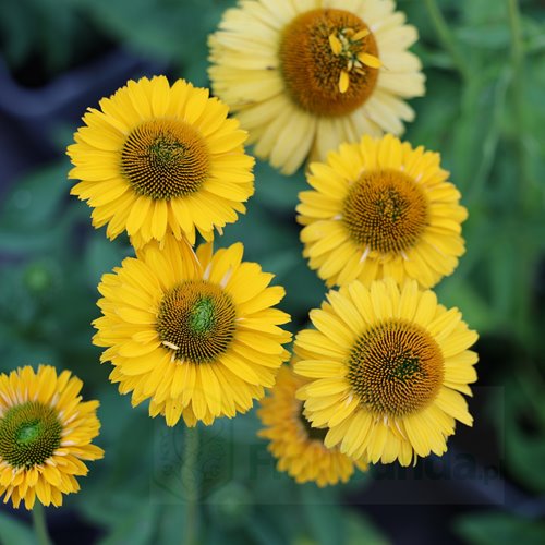 jeżówka SUNSEEKERS "Golden Sun"