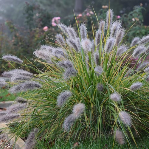 Rozplenica japońska Piórkówka 'Red Head'
