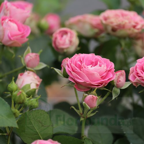 Elysium Flower Circus