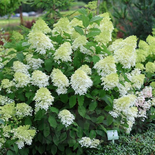 hortensja bukietowa  "Limelight"