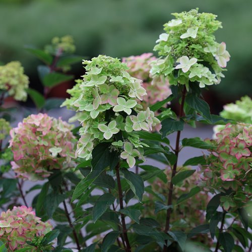 Hortensja bukietowa Metalica®