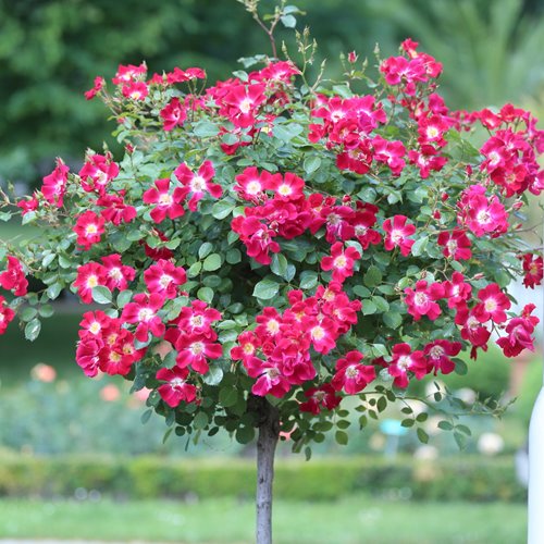 Little Artist PIENNA