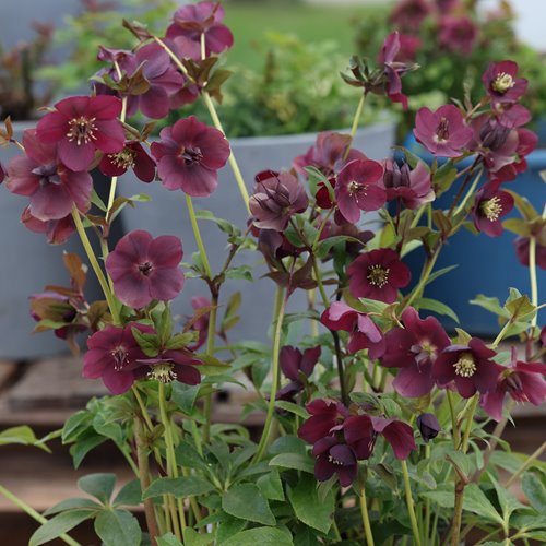 Ciemiernik orientalis "Pretty Ellen Red"