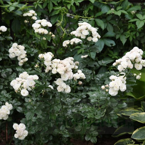 Bouquet Parfait  (LENbofa)