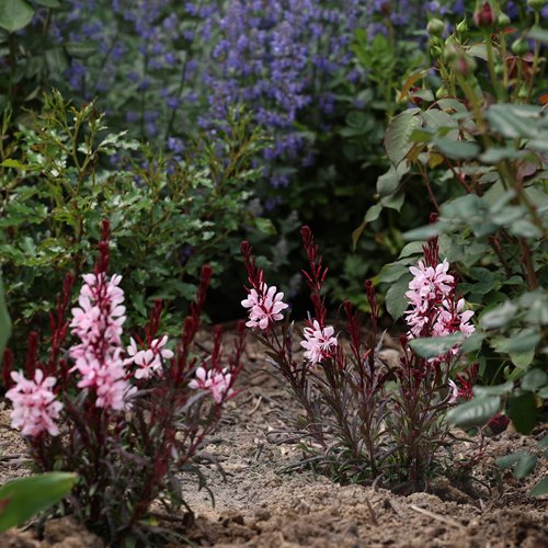 Gaura lindheimeri "GRACEFUL LIGHT PINK"