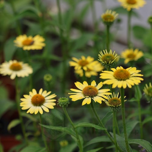 jeżówka "Cleopatra"