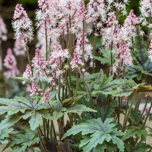Tiarella "Angel wings"