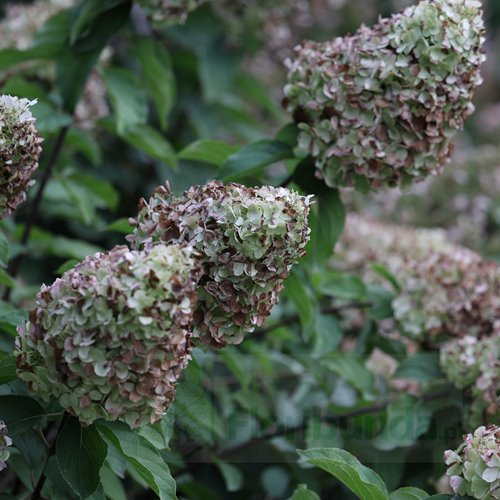 Hortensja bukietowa "Polar Bear"