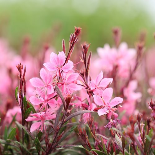 Gaura Gambit Compact "Rose Pink"