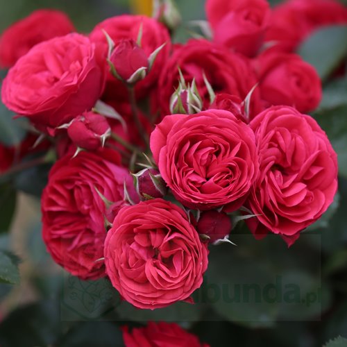 Crimson  Flower Circus