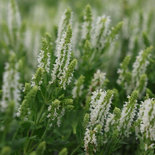 Szałwia omszona  'Sensation White'