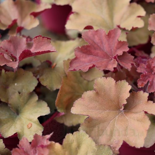 Żurawka REX 'Dark Amber'