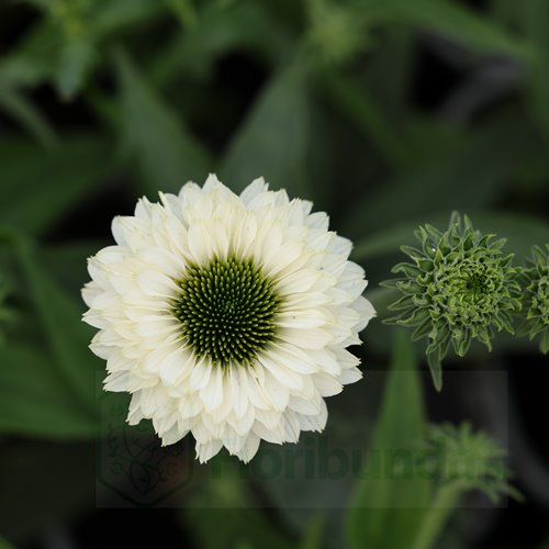 JEŻÓWKA SUNSEEKERS   "White Perfection"