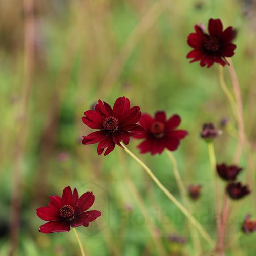Kosmos czekoladowy ‘Chocolate’