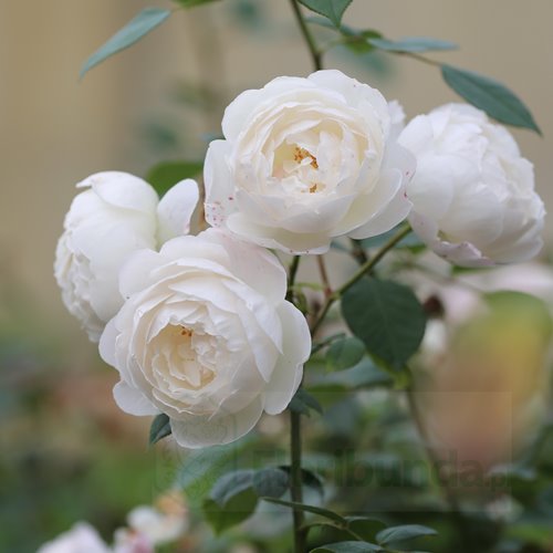 Desdemona (Auskindling)