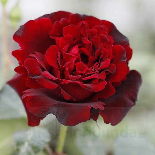 Isabel Renaissance (POUlisab)