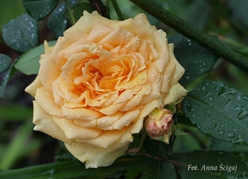 Sophia  Renaissance (Poulen002)