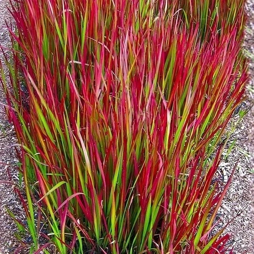 imperata cylindryczna "Red Baron"