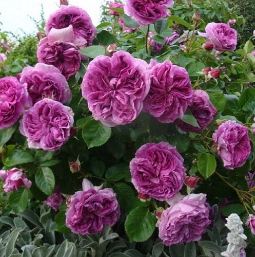 Parfum  Flower Circus