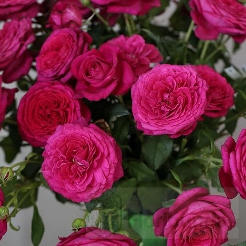 Johann Wolfgang v. Goethe Rose