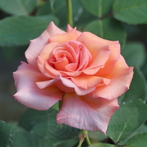 Warm Wishes (FRYxotic) DONICZKA