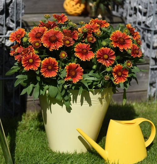 gaillardia "Yellow Touch"
