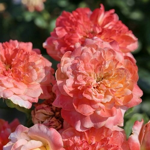 Samaritan  (Harverag)