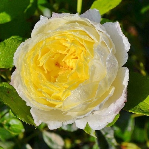 Amnesty International (DELcreja)