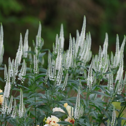 przetacznik "Melanie White"