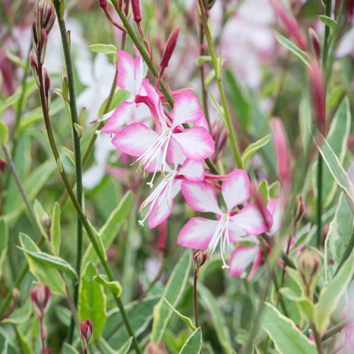 Gaura Gambit® Rose Bicolor