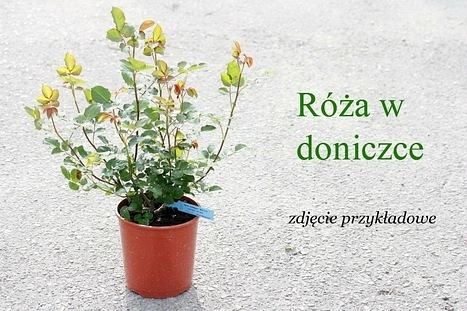 Agnes Schillinger (Masasch)