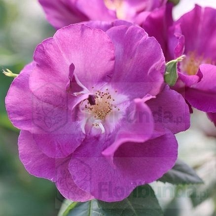 Rhapsody in Blue (Frantasia)