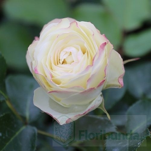 Escimo Flower Circus