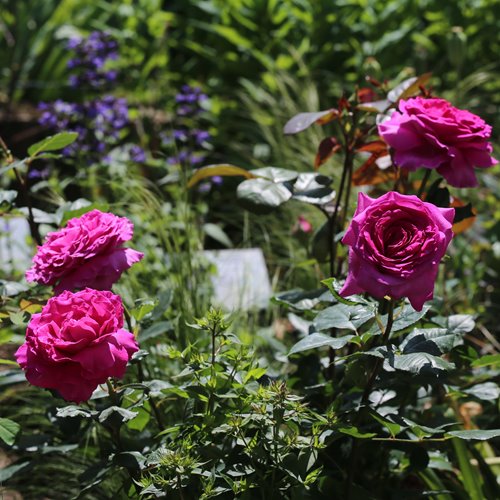 Chartreuse de Parme DONICZKA