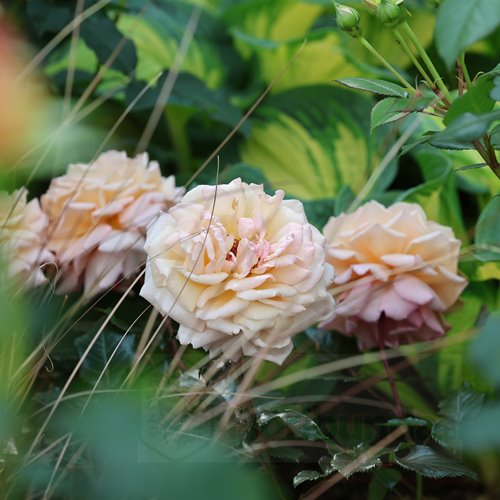 Grossherzogin Luise® "PARFUMA" DONICZKA