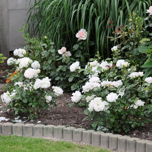 Princess of  Wales DONICZKA  (Hardinkum)