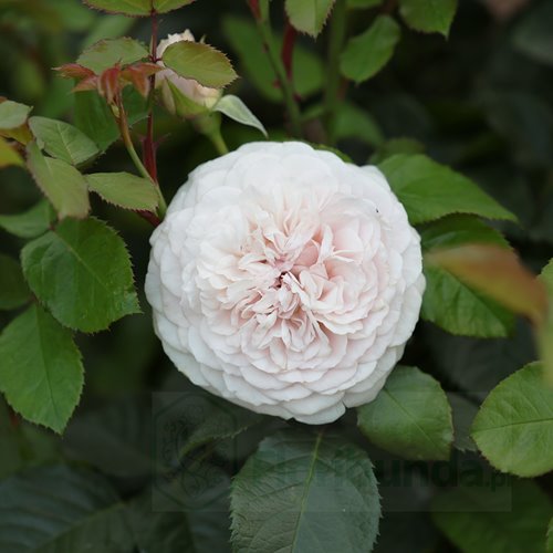 Emily Bronte DONICZKA