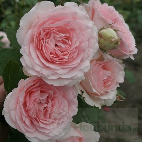 Clair  Renaissance (POUlsyng) DONICZKA