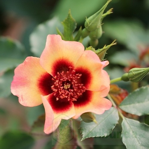 Fancy Baylon Eyes DONICZKA