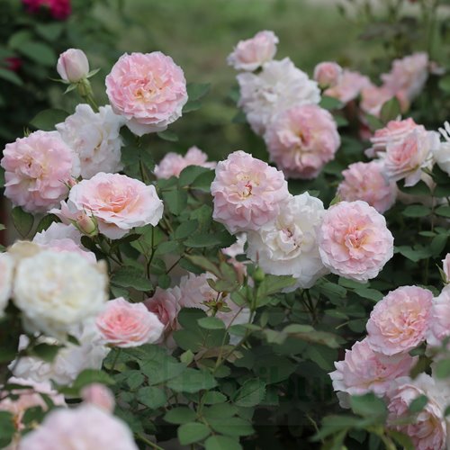 Morden Blush DONICZKA