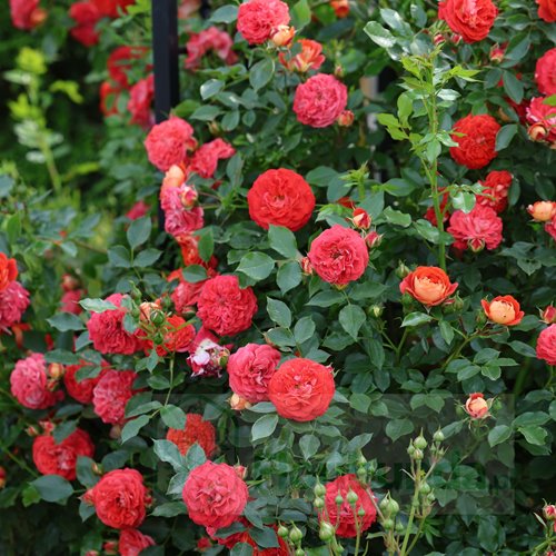 Carmen Starlet ® DONICZKA