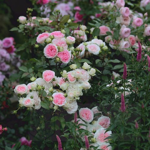 Kurfurstin Sophie DONICZKA  (Meisselpier)