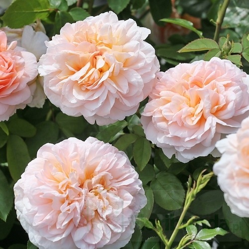 The Lady Gardener DONICZKA