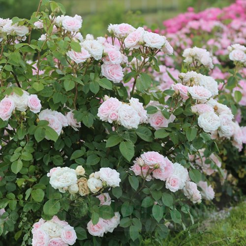 Madame Anisette ® "PARFUMA" DONICZKA