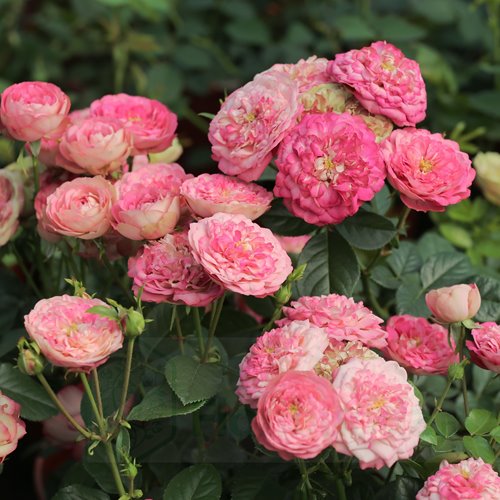 Acropolis  (Meicrado) DONICZKA