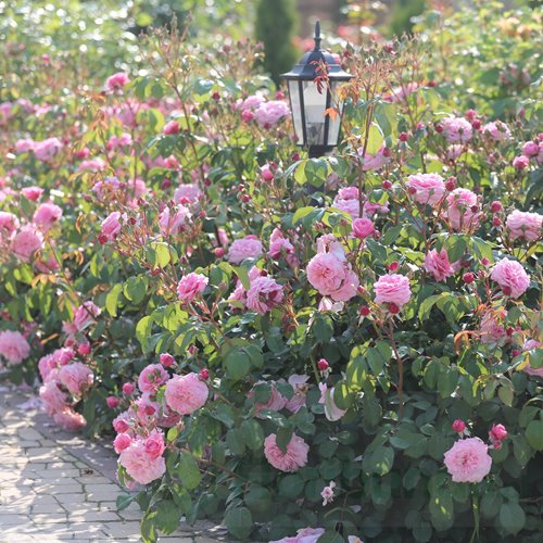 Eeuwige Passie DONICZKA