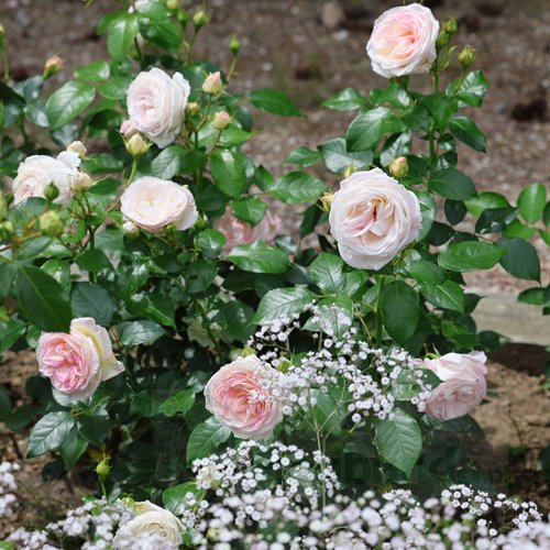 Camille Claudel DONICZKA